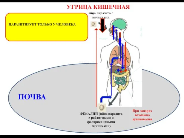 ПАРАЗИТИРУЕТ ТОЛЬКО У ЧЕЛОВЕКА ВОДА ПОЧВА ФЕКАЛИИ (яйца паразита с рабдитными