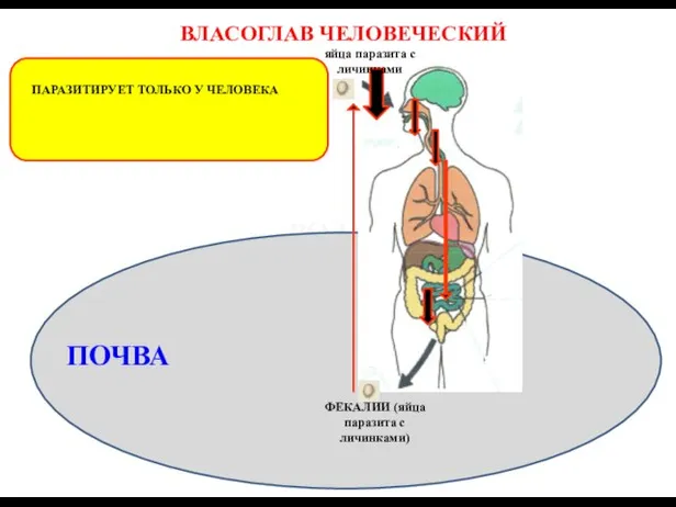 ВЛАСОГЛАВ ЧЕЛОВЕЧЕСКИЙ ПАРАЗИТИРУЕТ ТОЛЬКО У ЧЕЛОВЕКА ВОДА ПОЧВА ФЕКАЛИИ (яйца паразита