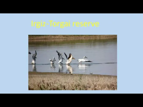 Irgiz-Torgai reserve