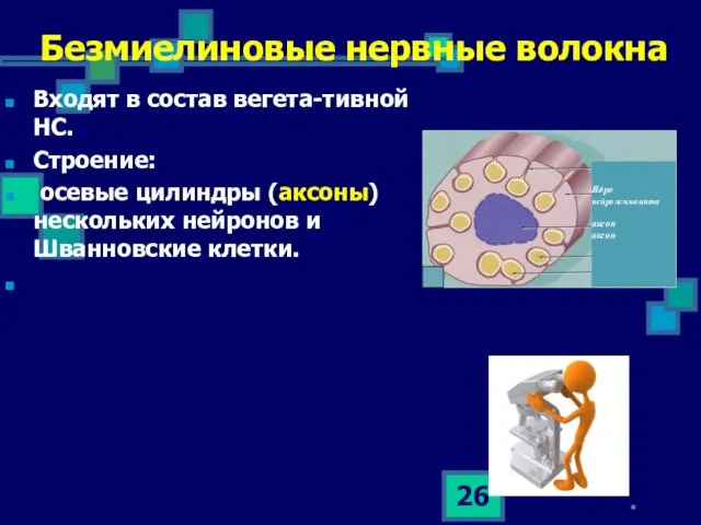 * Безмиелиновые нервные волокна Входят в состав вегета-тивной НС. Строение: осевые