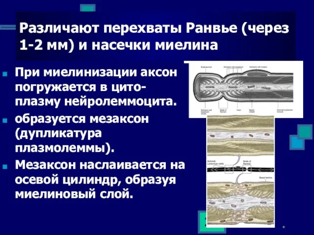 * Различают перехваты Ранвье (через 1-2 мм) и насечки миелина При