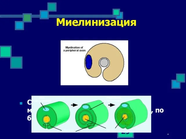 * Миелинизация Скорость передачи импульса по миелиновым волокнам (5-120 м/с), по безмиелиновым - (1-2 м/с).