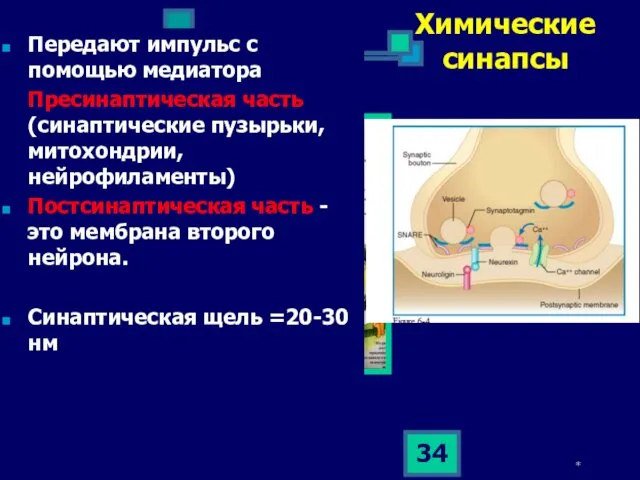 * Химические синапсы Передают импульс с помощью медиатора Пресинаптическая часть (синаптические