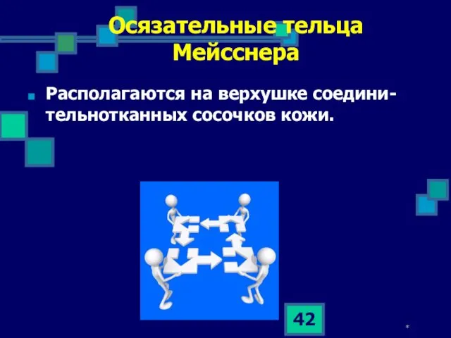 * Располагаются на верхушке соедини-тельнотканных сосочков кожи. Осязательные тельца Мейсснера