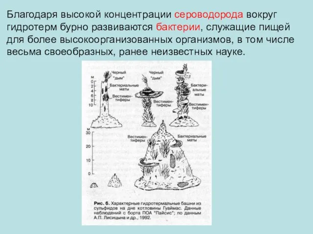 Благодаря высокой концентрации сероводорода вокруг гидротерм бурно развиваются бактерии, служащие пищей