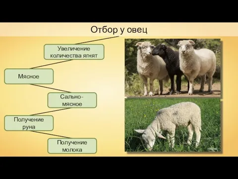 Отбор у овец Увеличение количества ягнят Получение молока Мясное Сально-мясное Получение руна Fabien1309