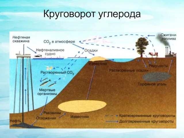 Круговорот углерода