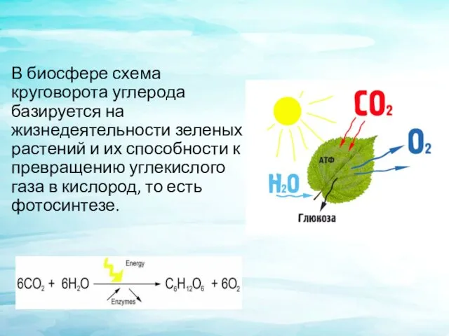 В биосфере схема круговорота углерода базируется на жизнедеятельности зеленых растений и
