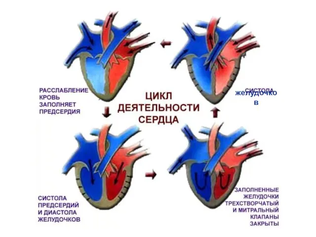 желудочков