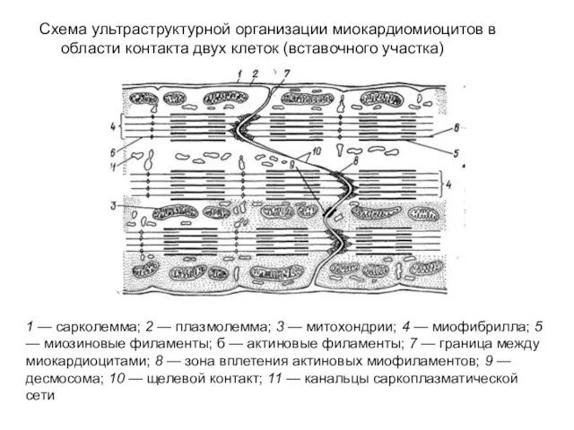 Схема ультраструктурной организации миокардиомиоцитов в области контакта двух клеток (вставочного участка)