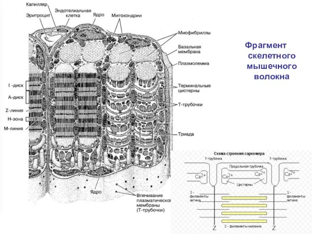 Фрагмент скелетного мышечного волокна