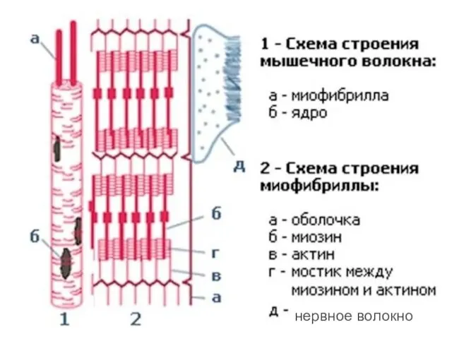 нервное волокно нервное волокно