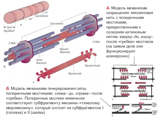 А. Модель механизма сокращения: миозиновая нить с поперечными мостиками, прикрепленными к