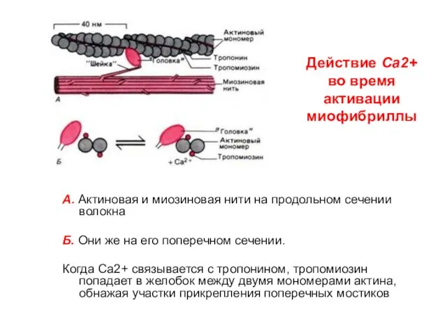 А. Актиновая и миозиновая нити на продольном сечении волокна Б. Они