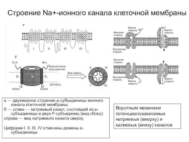 Строение Na+-ионного канала клеточной мембраны а — двухмерное строение а-субъединицы ионного