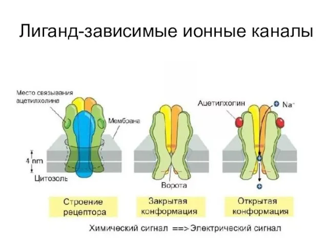 Лиганд-зависимые ионные каналы