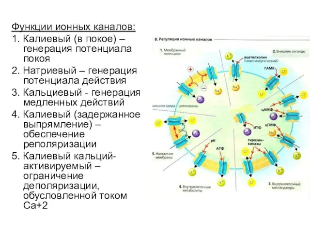 Функции ионных каналов: 1. Калиевый (в покое) – генерация потенциала покоя