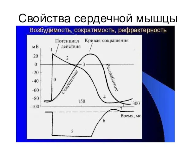 Свойства сердечной мышцы