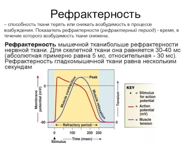 Рефрактерность – способность ткани терять или снижать возбудимость в процессе возбуждения.