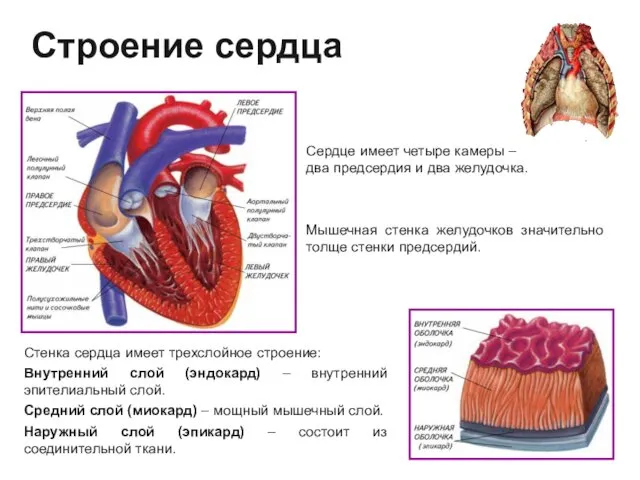 Строение сердца Сердце имеет четыре камеры – два предсердия и два