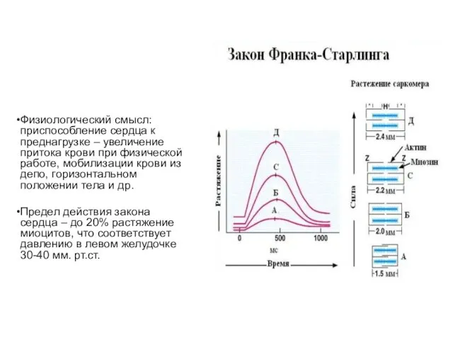 Физиологический смысл: приспособление сердца к преднагрузке – увеличение притока крови при