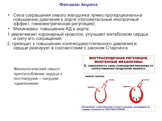 Феномен Анрепа Сила сокращения левого желудочка прямо пропорциональна повышению давления в