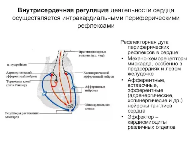 Внутрисердечная регуляция деятельности сердца осуществляется интракардиальными периферическими рефлексами Рефлекторная дуга периферических