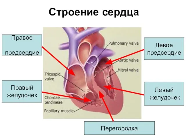Строение сердца Правое предсердие Правый желудочек Левое предсердие Левый желудочек Перегородка