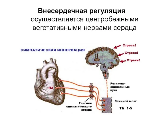 Внесердечная регуляция осуществляется центробежными вегетативными нервами сердца