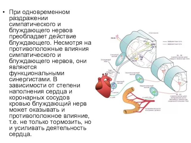 При одновременном раздражении симпатического и блуждающего нервов преобладает действие блуждающего. Несмотря