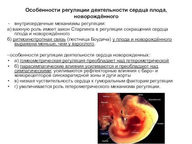 Особенности регуляции деятельности сердца плода, новорождённого внутрисердечные механизмы регуляции: а) важную