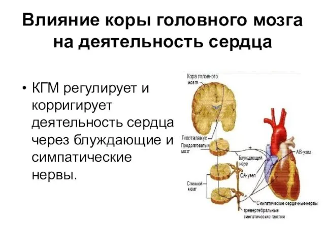 Влияние коры головного мозга на деятельность сердца КГМ регулирует и корригирует