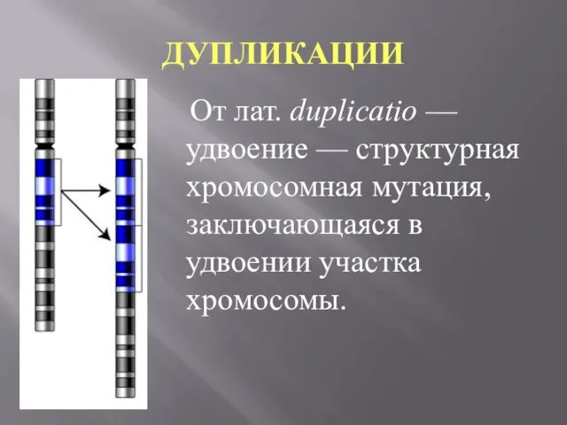 ДУПЛИКАЦИИ От лат. duplicatio — удвоение — структурная хромосомная мутация, заключающаяся в удвоении участка хромосомы.