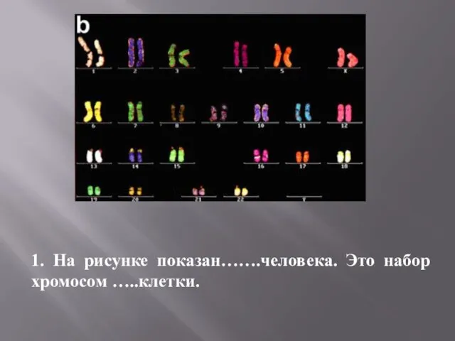 1. На рисунке показан…….человека. Это набор хромосом …..клетки.