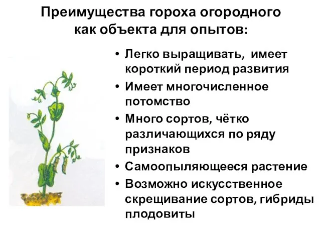 Преимущества гороха огородного как объекта для опытов: Легко выращивать, имеет короткий