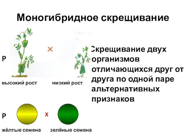 Моногибридное скрещивание Скрещивание двух организмов отличающихся друг от друга по одной