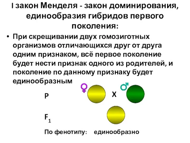 I закон Менделя - закон доминирования, единообразия гибридов первого поколения: При