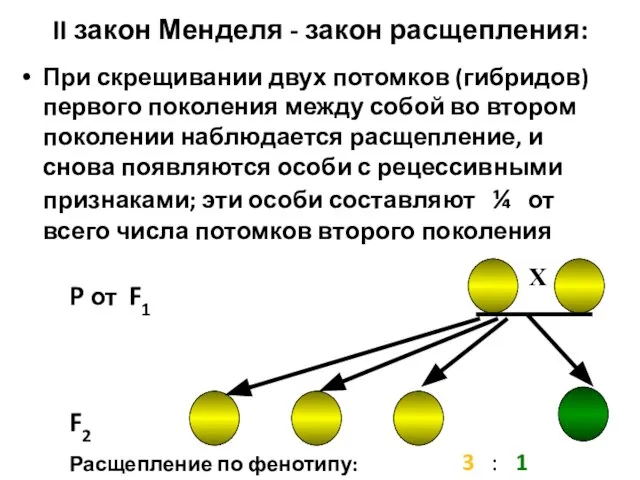 II закон Менделя - закон расщепления: При скрещивании двух потомков (гибридов)