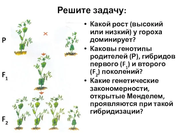 Решите задачу: Какой рост (высокий или низкий) у гороха доминирует? Каковы