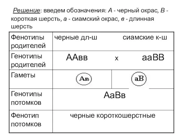 Решение: введем обозначения: А - черный окрас, В - короткая шерсть,