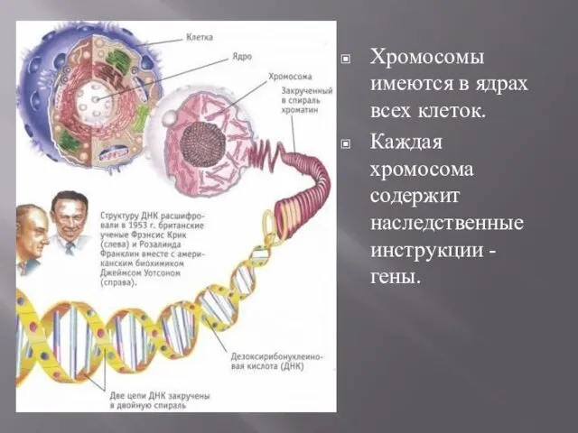 Хромосомы имеются в ядрах всех клеток. Каждая хромосома содержит наследственные инструкции - гены.