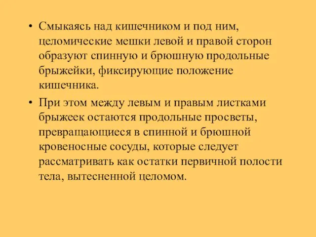 Смыкаясь над кишечником и под ним, целомические мешки левой и правой