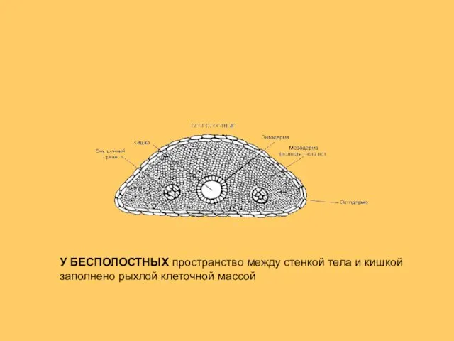 У БЕСПОЛОСТНЫХ пространство между стенкой тела и кишкой заполнено рыхлой клеточной массой