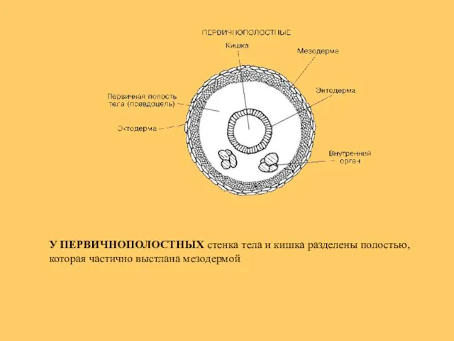 У ПЕРВИЧНОПОЛОСТНЫХ стенка тела и кишка разделены полостью, которая частично выстлана мезодермой