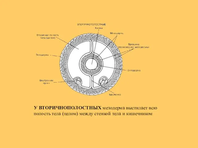 У ВТОРИЧНОПОЛОСТНЫХ мезодерма выстилает всю полость тела (целом) между стенкой тела и кишечником