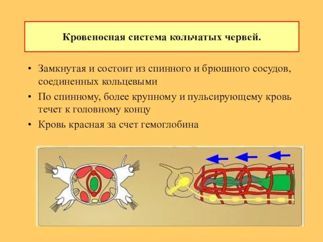 Замкнутая и состоит из спинного и брюшного сосудов, соединенных кольцевыми По