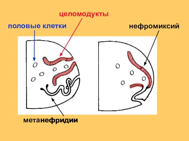 целомодукты половые клетки нефридии нефромиксий метанефридии