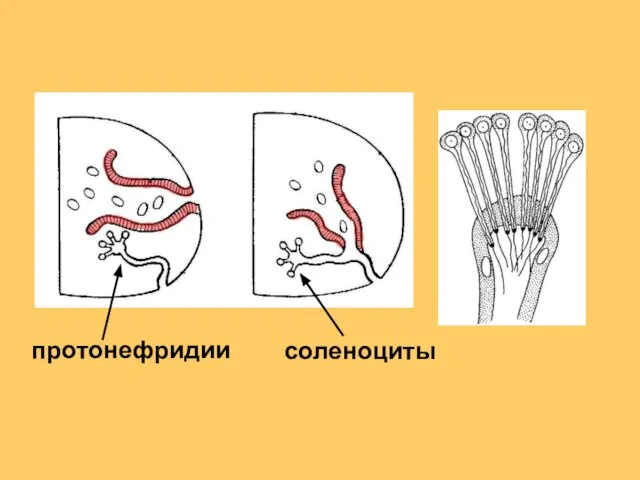 соленоциты протонефридии