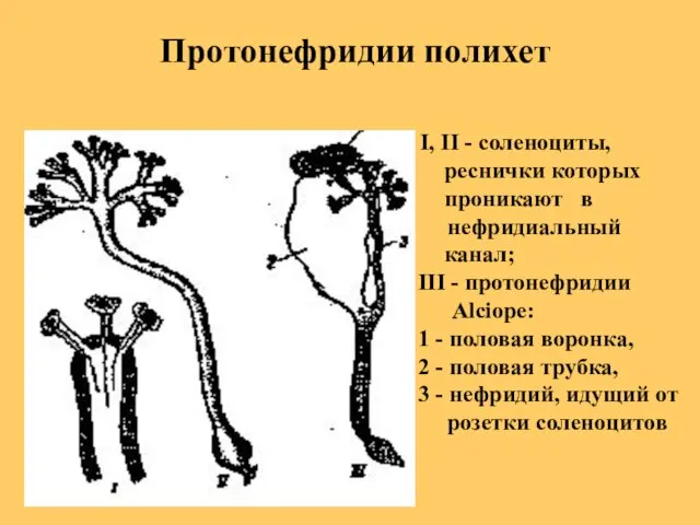 Протонефридии полихет