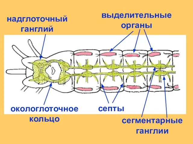 септы надглоточный ганглий окологлоточное кольцо сегментарные ганглии выделительные органы